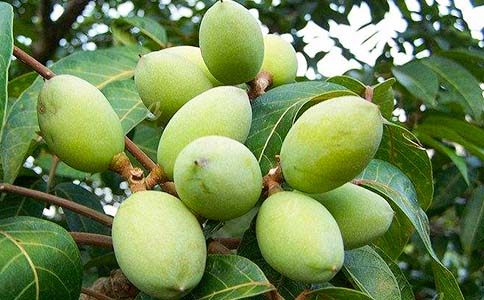 青橄欖的味道作文