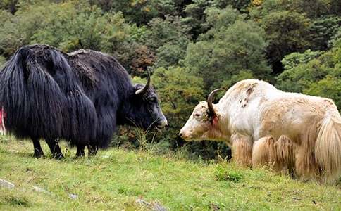 白牦牛的傳說典故