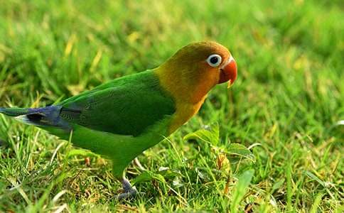 有趣的寓言故事:小鸚鵡救大火