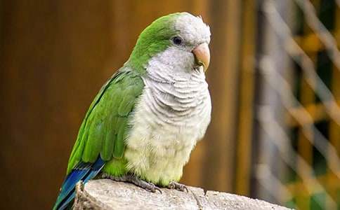 精選鸚鵡魚作文6篇