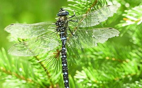 小蜻蜓旅游記作文(精選11篇)