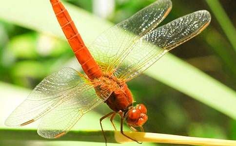 ��������600��ʮƪ