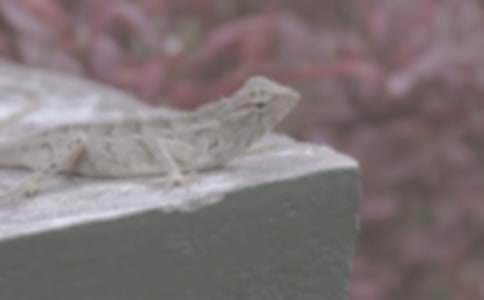 一只沙漠蜥蜴的生活作文