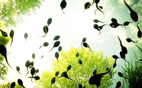 小蝌蚪找媽媽改寫作文