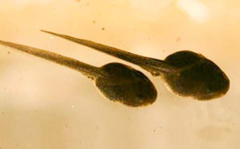 �Č����� С����ҋ���