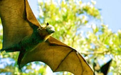 蝙蝠作文400字三篇