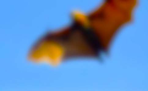 蝙蝠作文600字9篇