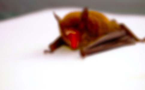 蝙蝠400字優秀作文(通用25篇)