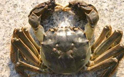 ���׽�зȤ������