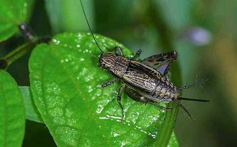 觀察蟋蟀的作文(5篇)