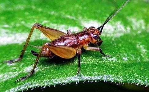 蟋蟀的作文300字(通用20篇)