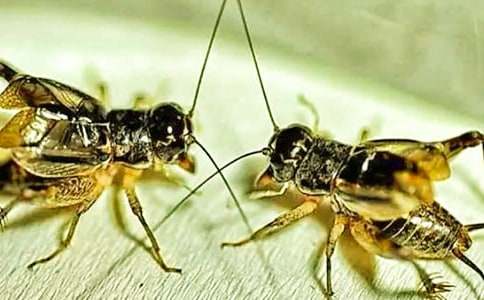 月光下的蟋蟀聲700字作文