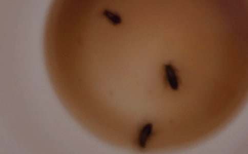 �����˵�С�W���ķ���