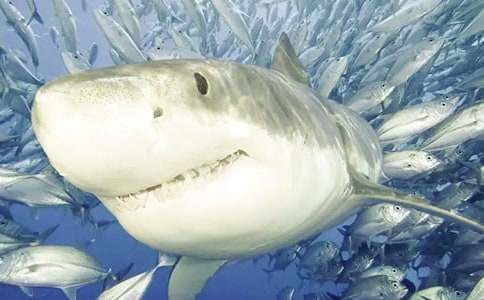 ���~�����ģ����x63ƪ��