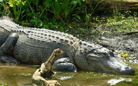 鱷魚梅卡拉童話作文