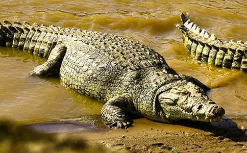 我希望變成一只鱷魚的作文