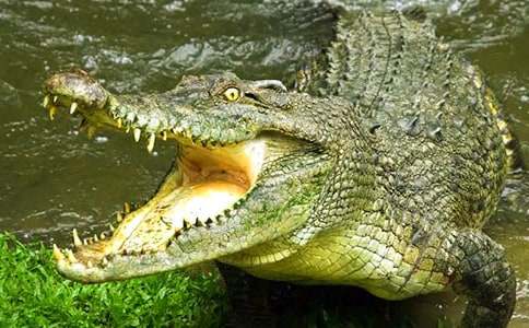 可愛有趣的童話故事:小河里的鱷魚肚肚