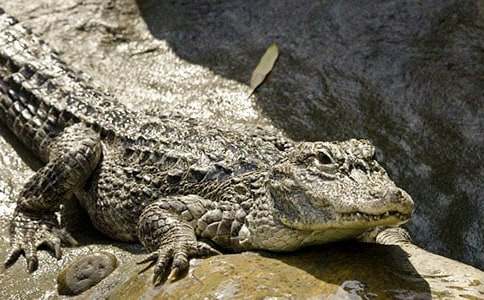 �ΏV���{�~���@500������