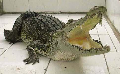 ��ϣ��׃��һֻ�{�~��������