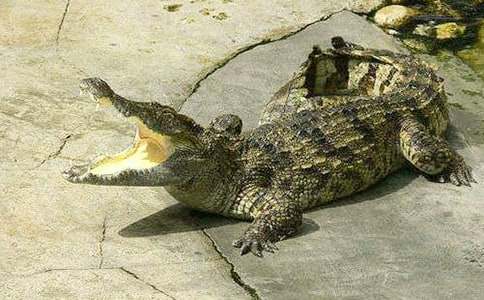 һֻ¹��һǧ�l�{�~ͯԒ����